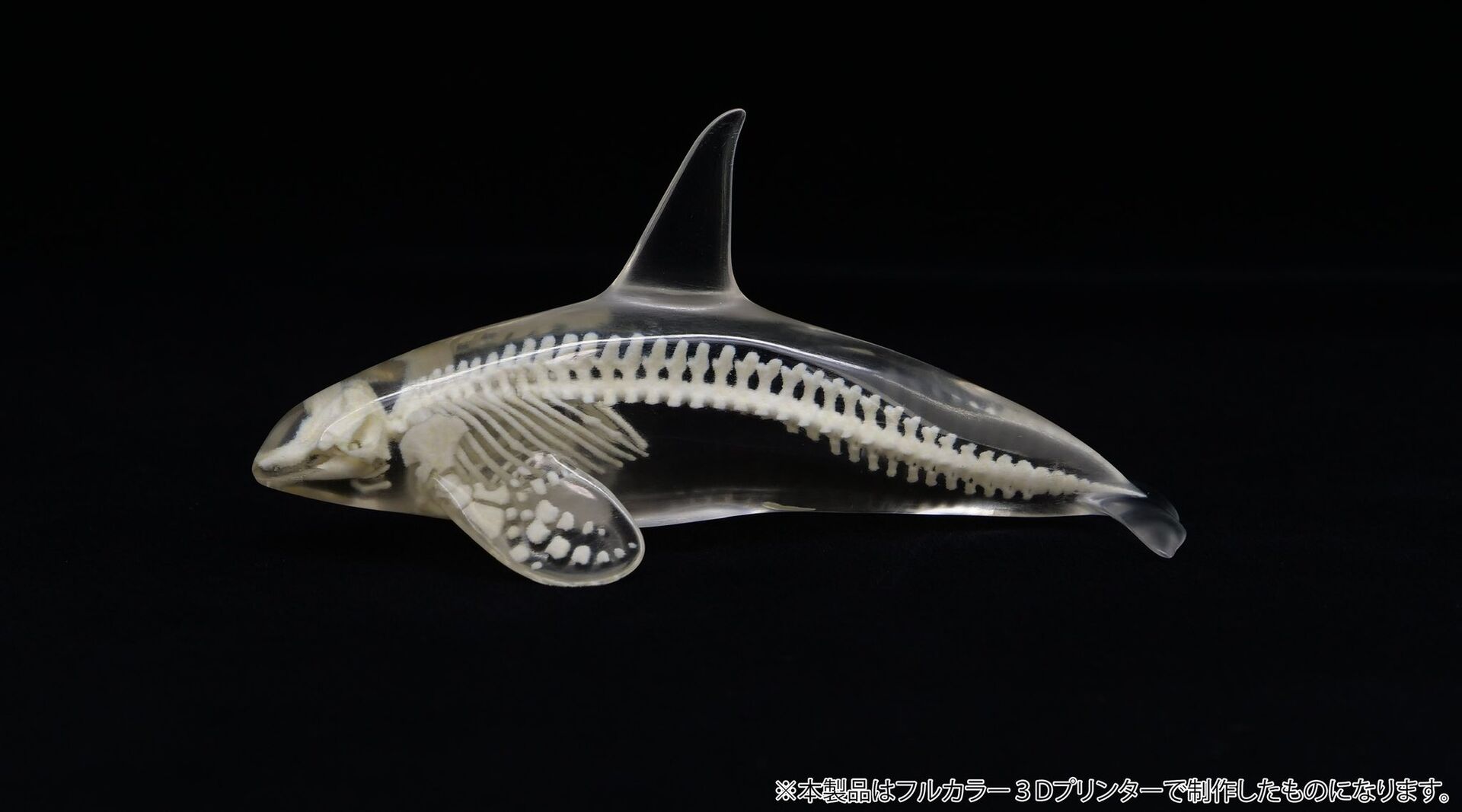 Original - Jade Bone Specimen - Killer Whale - S Size (Yoshimoto Art Factory) photo 1